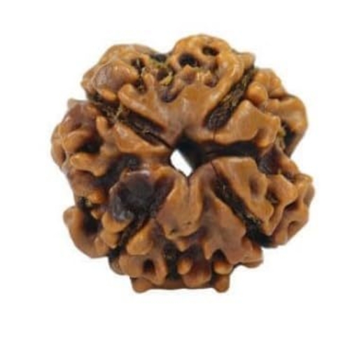 4 Mukhi Rudraksha Nepali Beads