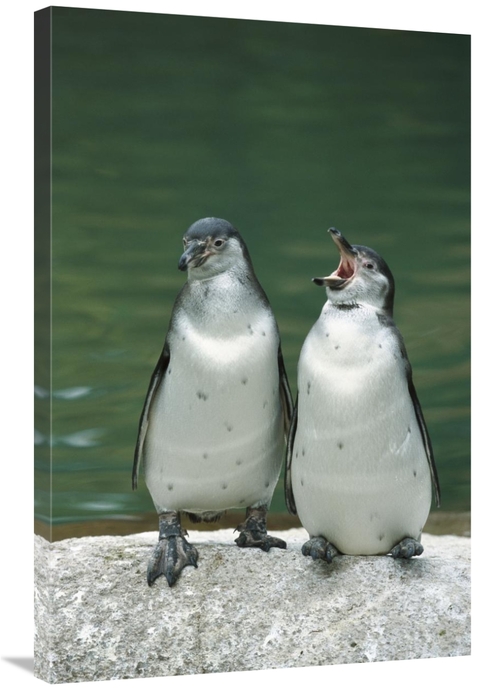 Global Gallery GCS-398515-2436-142 24 x 36 in. Humboldt Penguin Two Ch