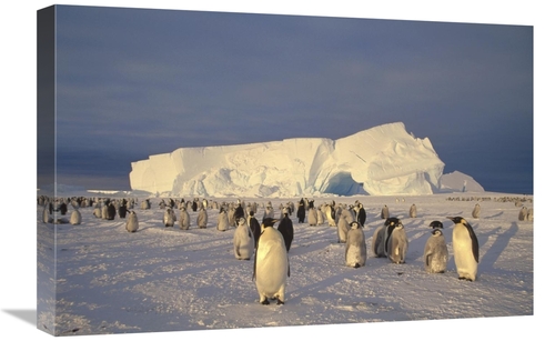 Global Gallery GCS-451181-1624-142 16 x 24 in. Emperor Penguin Large R