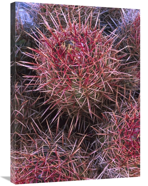 24 x 32 in. Cotton-Top Cactus Detail, Death Valley National Park&#