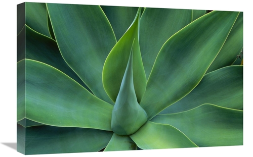 Global Gallery GCS-395903-1624-142 16 x 24 in. Fox Tail Agave Leaves C