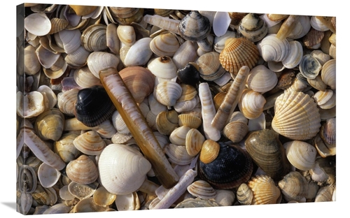 Global Gallery GCS-453593-2436-142 24 x 36 in. Selection of Bivalve Sh
