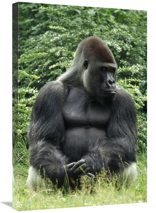 Global Gallery GCS-452385-2030-142 20 x 30 in. Western Lowland Gorilla