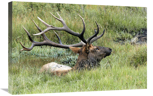 Global Gallery GCS-486645-30-142 30 in. The Mud Bath Art Print - Vic S