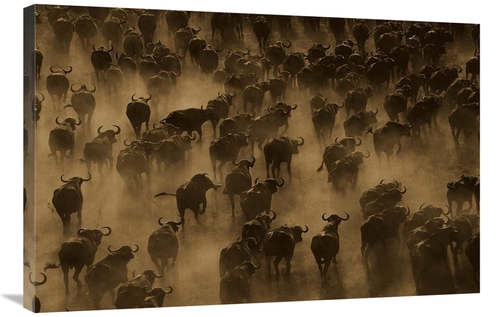 Global Gallery GCS-453721-2436-142 24 x 36 in. Cape Buffalo Herd Stamp