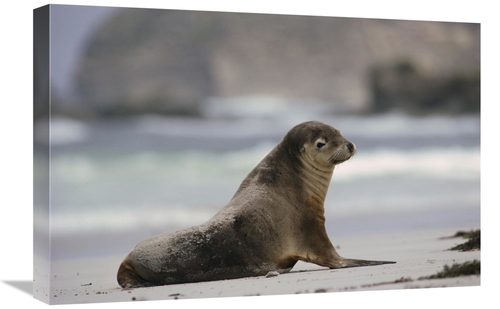 Global Gallery GCS-452920-1624-142 16 x 24 in. Australian Sea Lion on 