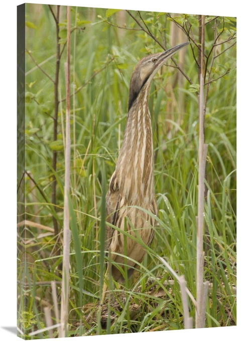 Global Gallery GCS-397360-2436-142 24 x 36 in. American Bittern, M