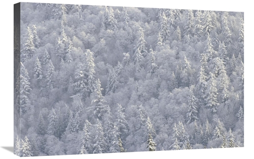 Global Gallery GCS-395988-2030-142 20 x 30 in. Winter Forest, Brit