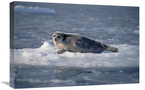 Global Gallery GCS-450928-1624-142 16 x 24 in. Bearded Seal on Ice Flo