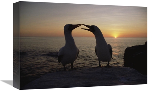 Global Gallery GCS-452397-1218-142 12 x 18 in. Masked Booby Couple Cou