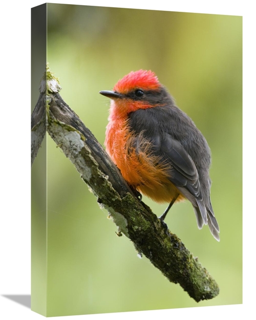 Global Gallery GCS-397359-1218-142 12 x 18 in. Vermilion Flycatcher Ma