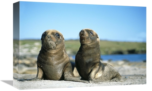 Global Gallery GCS-451584-1218-142 12 x 18 in. Hookers Sea Lion, Y