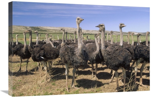 Global Gallery GCS-452909-2030-142 20 x 30 in. Ostrich Females in Larg