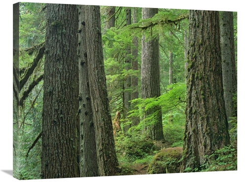 Global Gallery GCS-397174-2432-142 24 x 32 in. Old Growth Forest of We