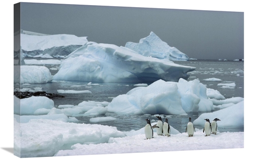 Global Gallery GCS-451714-2030-142 20 x 30 in. Gentoo Penguins with Ic