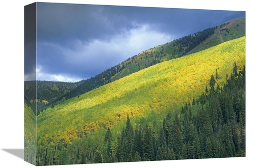 Global Gallery GCS-396481-1216-142 12 x 16 in. Aspen Forest, Maroo