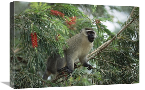 Global Gallery GCS-452363-1624-142 16 x 24 in. Black-Faced Vervet Monk