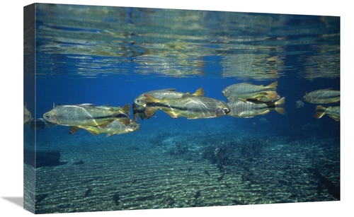 Global Gallery GCS-453060-1624-142 16 x 24 in. Piraputanga Group, 