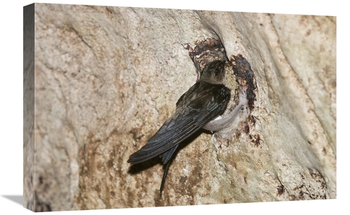 Global Gallery GCS-453629-1624-142 16 x 24 in. Edible-Nest Swiftlet on