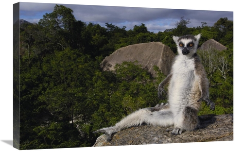 Global Gallery GCS-453240-2030-142 20 x 30 in. Ring-Tailed Lemur, 