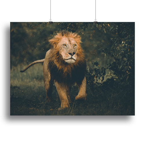 Lion Running In The Woods Canvas Print or Poster