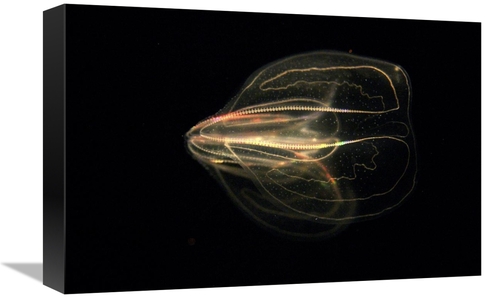 Global Gallery GCS-453557-1218-142 12 x 18 in. Comb Jelly Exhibiting B