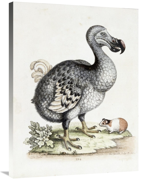 Global Gallery GCS-268345-36-142 36 in. The Dodo Art Print - Frederick