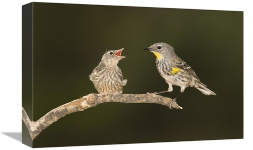 Global Gallery GCS-453337-1218-142 12 x 18 in. Yellow-Rumped Warbler C