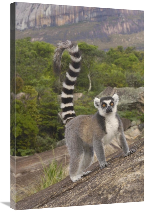 Global Gallery GCS-453258-2436-142 24 x 36 in. Ring-Tailed Lemur Portr