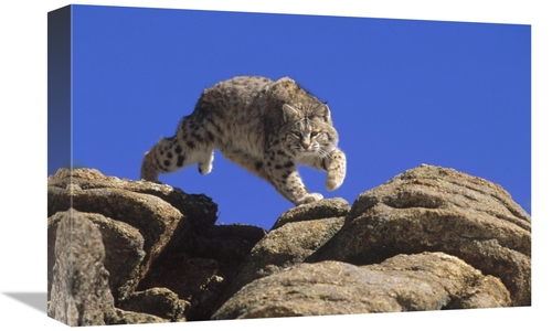 Global Gallery GCS-452470-1218-142 12 x 18 in. Bobcat Leaping From Roc