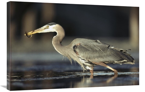 Global Gallery GCS-396584-2436-142 24 x 36 in. Great Blue Heron with C