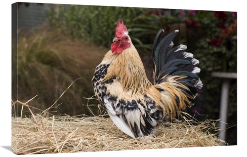 Global Gallery GCS-397449-2436-142 24 x 36 in. Domestic Chicken, S