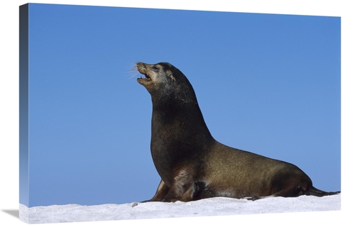 Global Gallery GCS-451837-2030-142 20 x 30 in. Galapagos Sea Lion Male