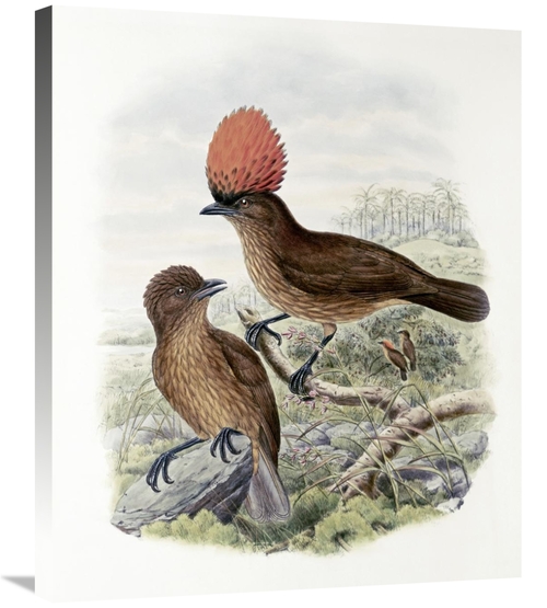 Global Gallery GCS-277774-30-142 30 in. Orange-Crested Bower-Bird Art 