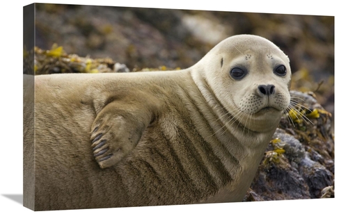 Global Gallery GCS-395813-1624-142 16 x 24 in. Harbor Seal Portrait&#4