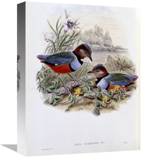 Global Gallery GCS-277749-16-142 16 in. Celebean Pitta Art Print - Joh