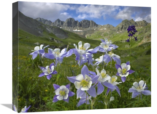 Global Gallery GCS-396507-1620-142 16 x 20 in. Colorado Blue Columbine