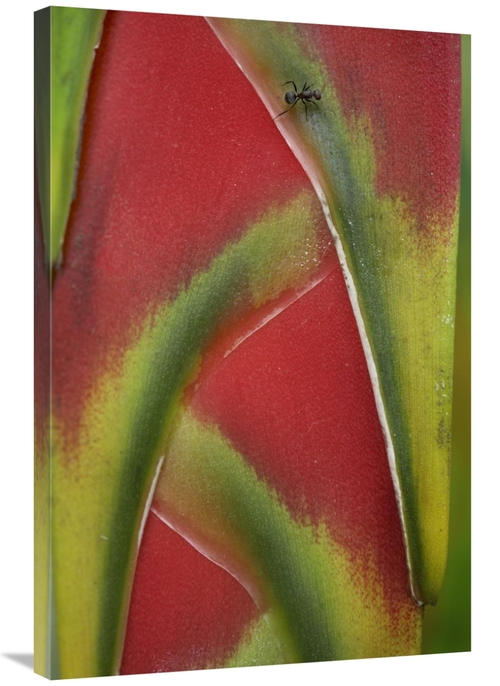 Global Gallery GCS-452182-2436-142 24 x 36 in. Ant on Heliconia, C