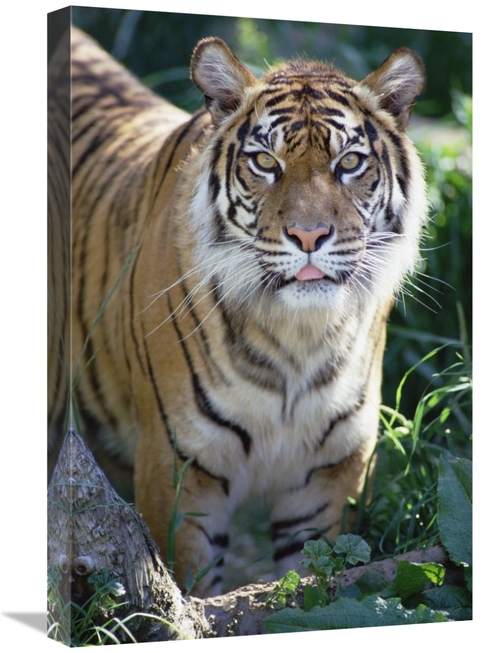 Global Gallery GCS-452756-1624-142 16 x 24 in. Bengal Tiger Portrait&#