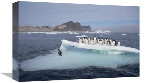 Global Gallery GCS-451542-1218-142 12 x 18 in. Adelie Penguins Resting