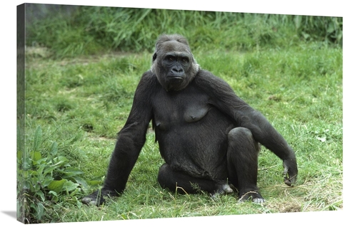 Global Gallery GCS-452826-2436-142 24 x 36 in. Western Lowland Gorilla
