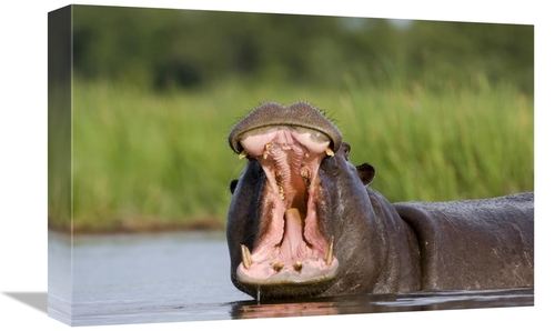 Global Gallery GCS-397439-1218-142 12 x 18 in. Hippopotamus Male Displ