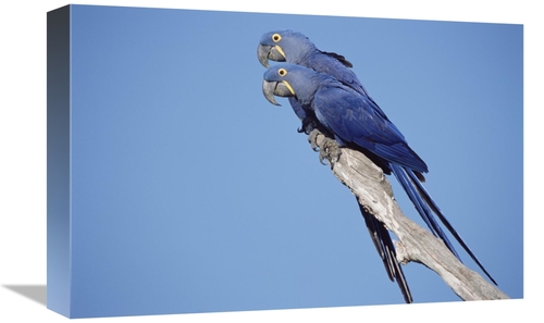 Global Gallery GCS-451469-1218-142 12 x 18 in. Hyacinth Macaw Pair in 