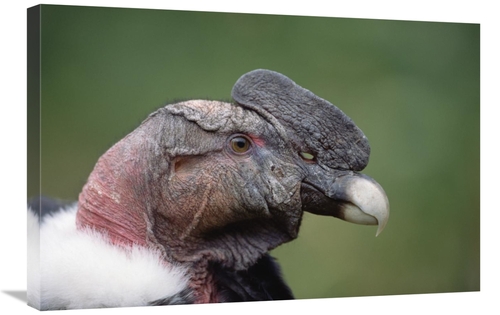 Global Gallery GCS-451236-2030-142 20 x 30 in. Andean Condor Male,