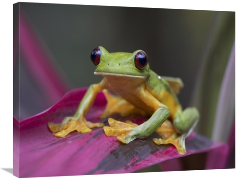 Global Gallery GCS-396098-2432-142 24 x 32 in. Gliding Leaf Frog Portr