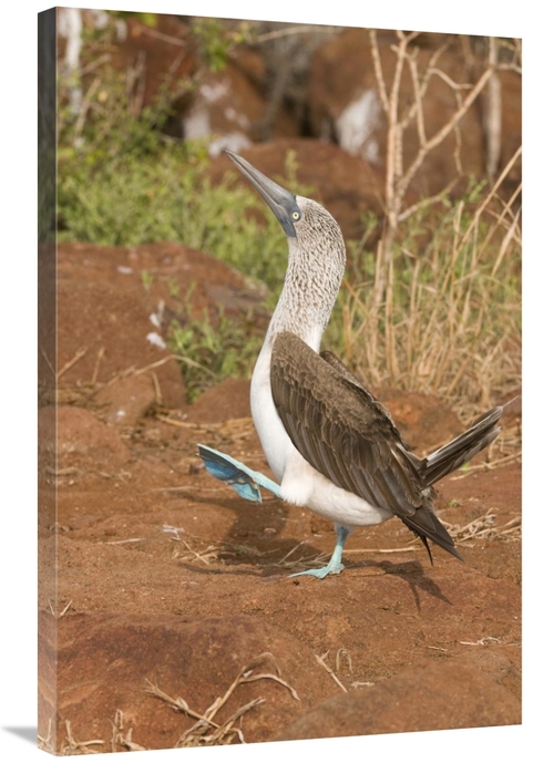 Global Gallery GCS-397410-2436-142 24 x 36 in. Blue-Footed Booby Perfo