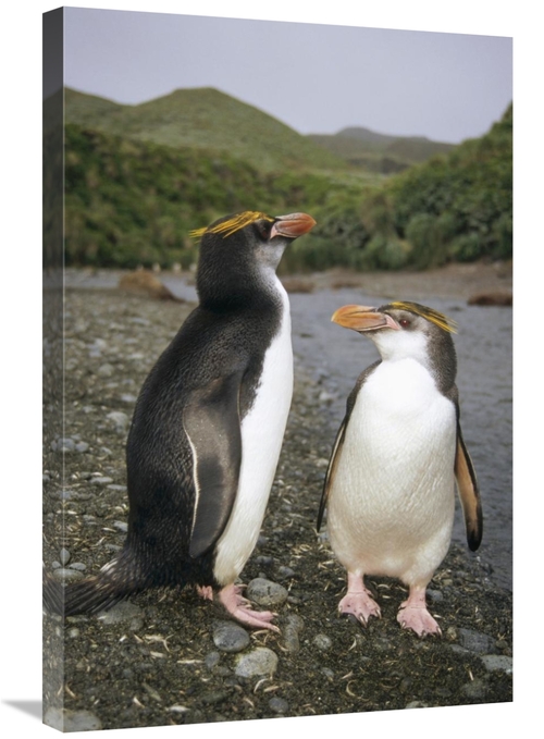 Global Gallery GCS-451060-2030-142 20 x 30 in. Royal Penguin Pair on L