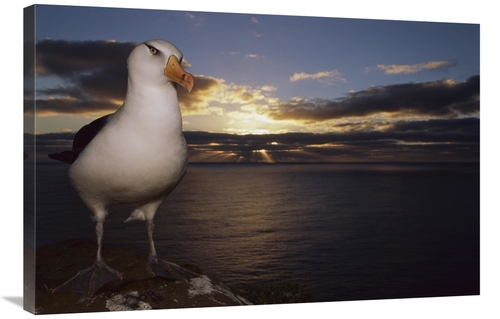 Global Gallery GCS-451822-2436-142 24 x 36 in. Campbell Albatross on C