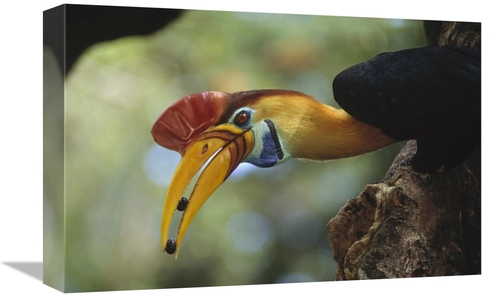 Global Gallery GCS-451136-1218-142 12 x 18 in. Sulawesi Red-Knobbed Ho