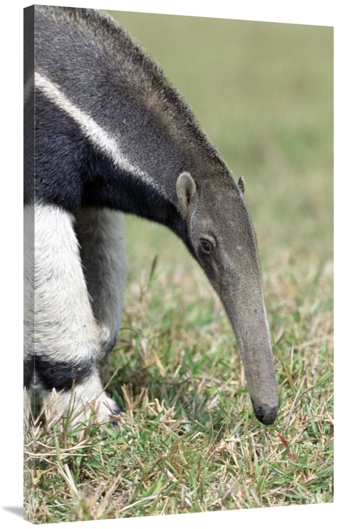 Global Gallery GCS-451481-40-142 40 in. Giant Anteater, Pantanal&#